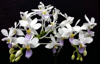 Phal.equestris'Blue Lip'