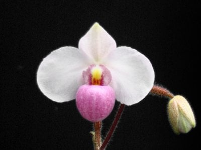 Paph.delenatii