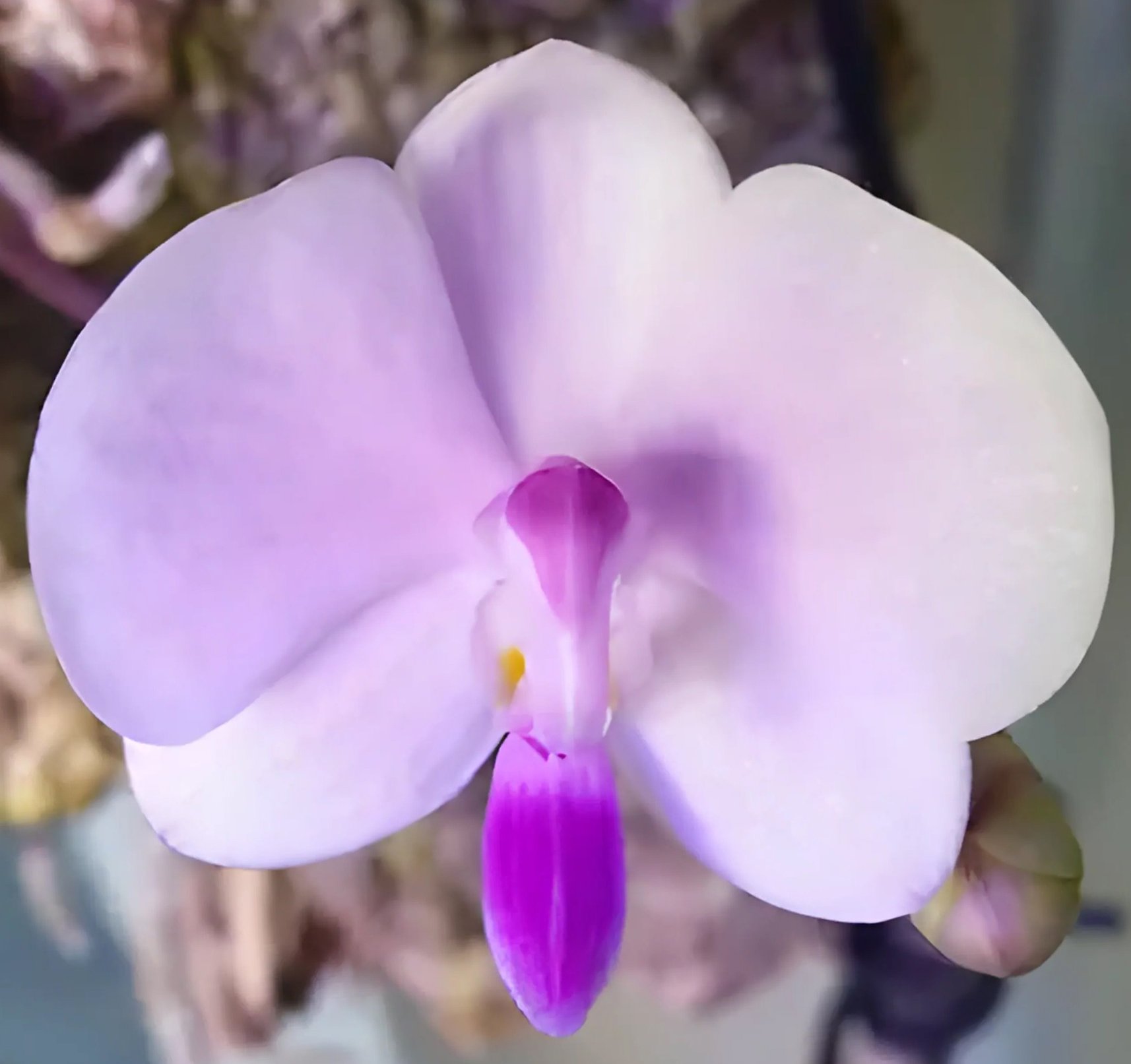 Phal.lowii x self