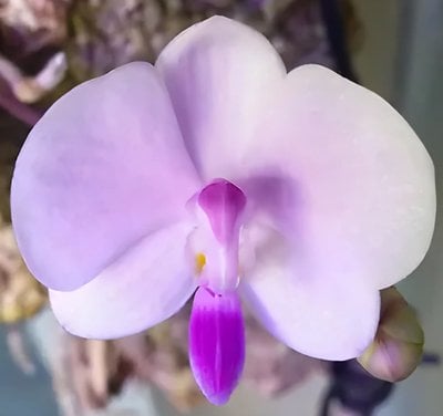 Phal.lowii  x self