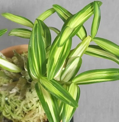 Den. flexicaule  x Den. moniliforme'Kinzankongou '
