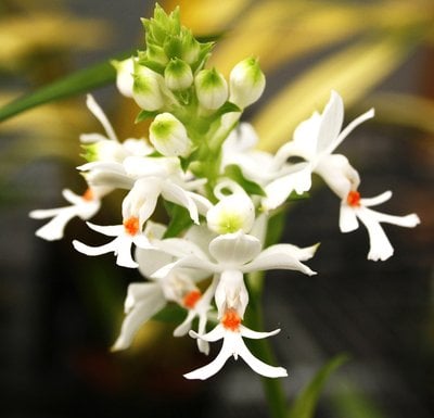 Calanthe triplicata（Willem.）Ames ×self
