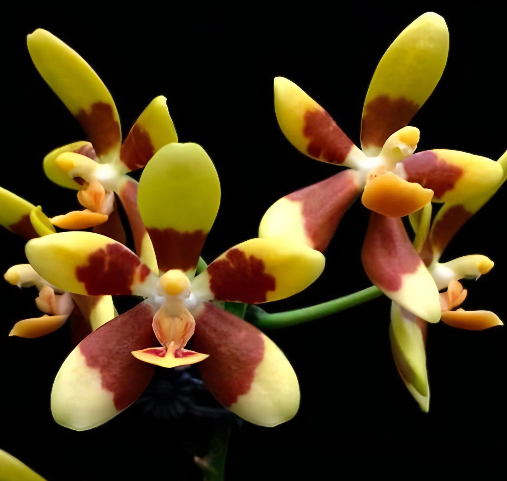 Phalaenopsis fuscata x sib