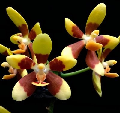 Phalaenopsis fuscata x sib