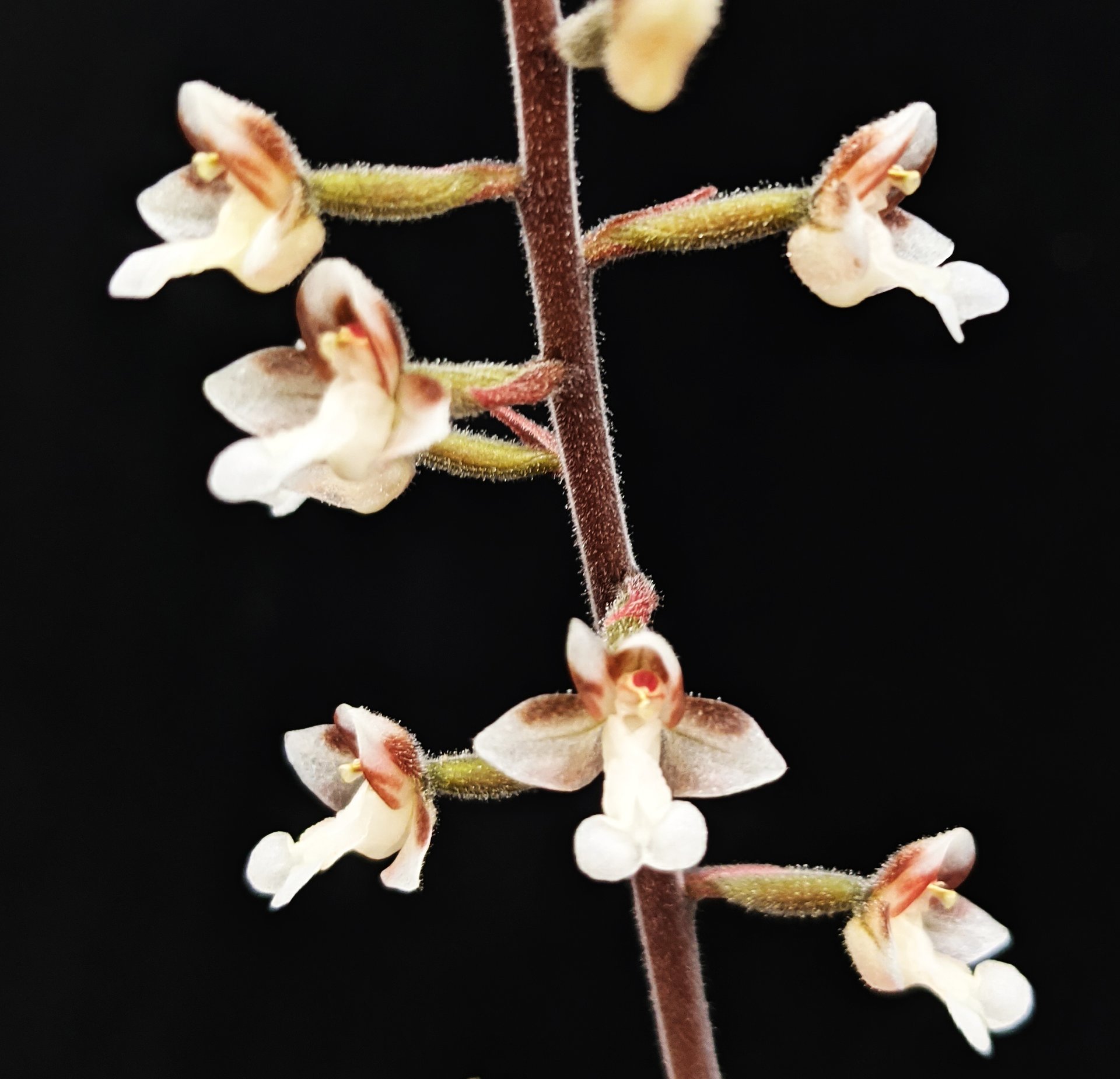 Dossinia marmorata(10 plants in) 2
