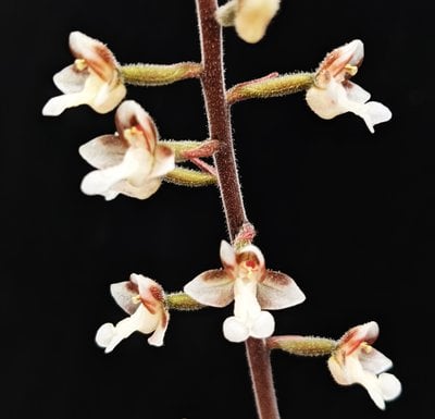 Dossinia marmorata(10 plants in)