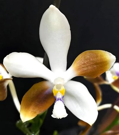 Phal.LL Blue Family X Phal.speciosa