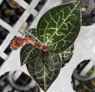 Anoectochilus formosanus Hayata