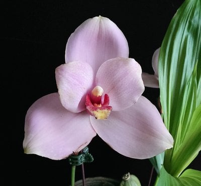 (Lyc.Gayser Gold x Lyc.Shonan Harmony) x Lyc.Kiama'No 13'