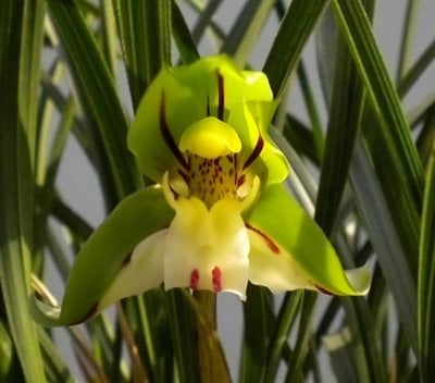 Cymbidium goeringii " Wu Dieh"