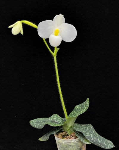 Paph. delenatii alba