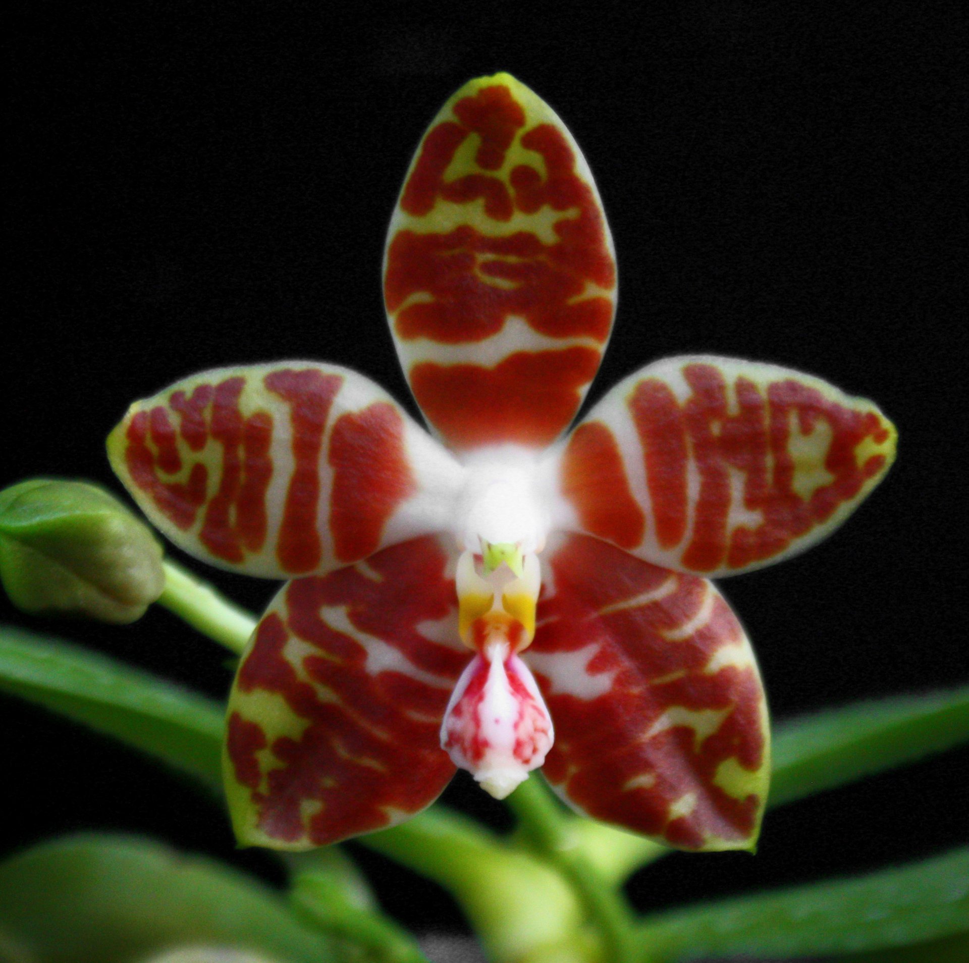 Phalaenopsis amboinensis"Nicole " x self
