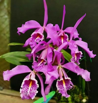 C. maxima fma. coerulea 'Dai' x C. maxima tipo 'Lila Elsa'