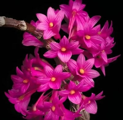 Den.miyakei