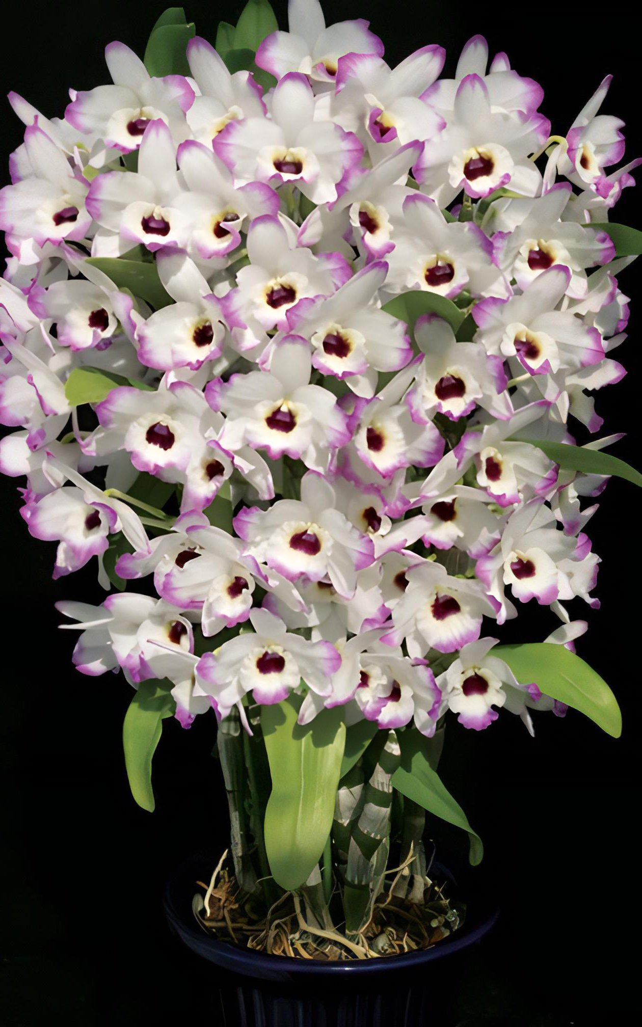 Den.Love Memory"Fizz"(Meri clone) 2