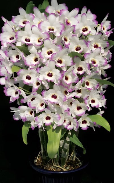 Den.Love Memory"Fizz"(Meri clone)