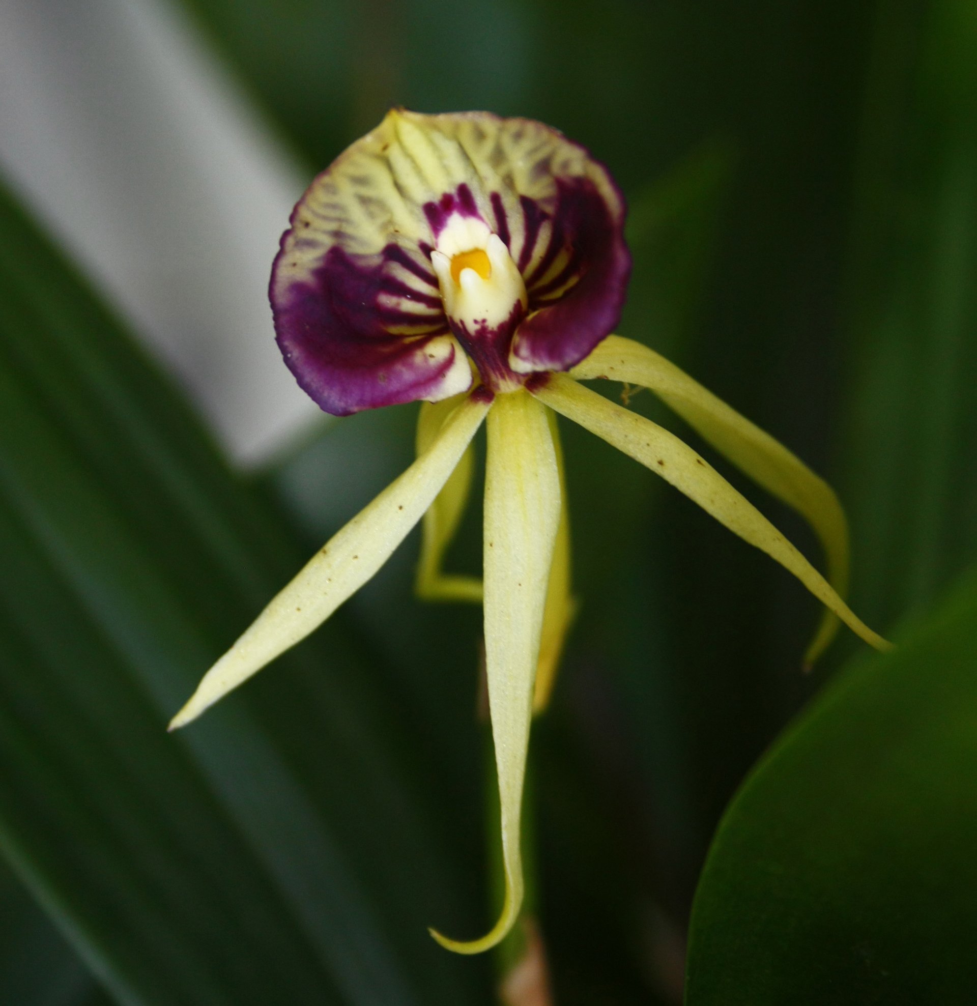 Enc.cochleatum