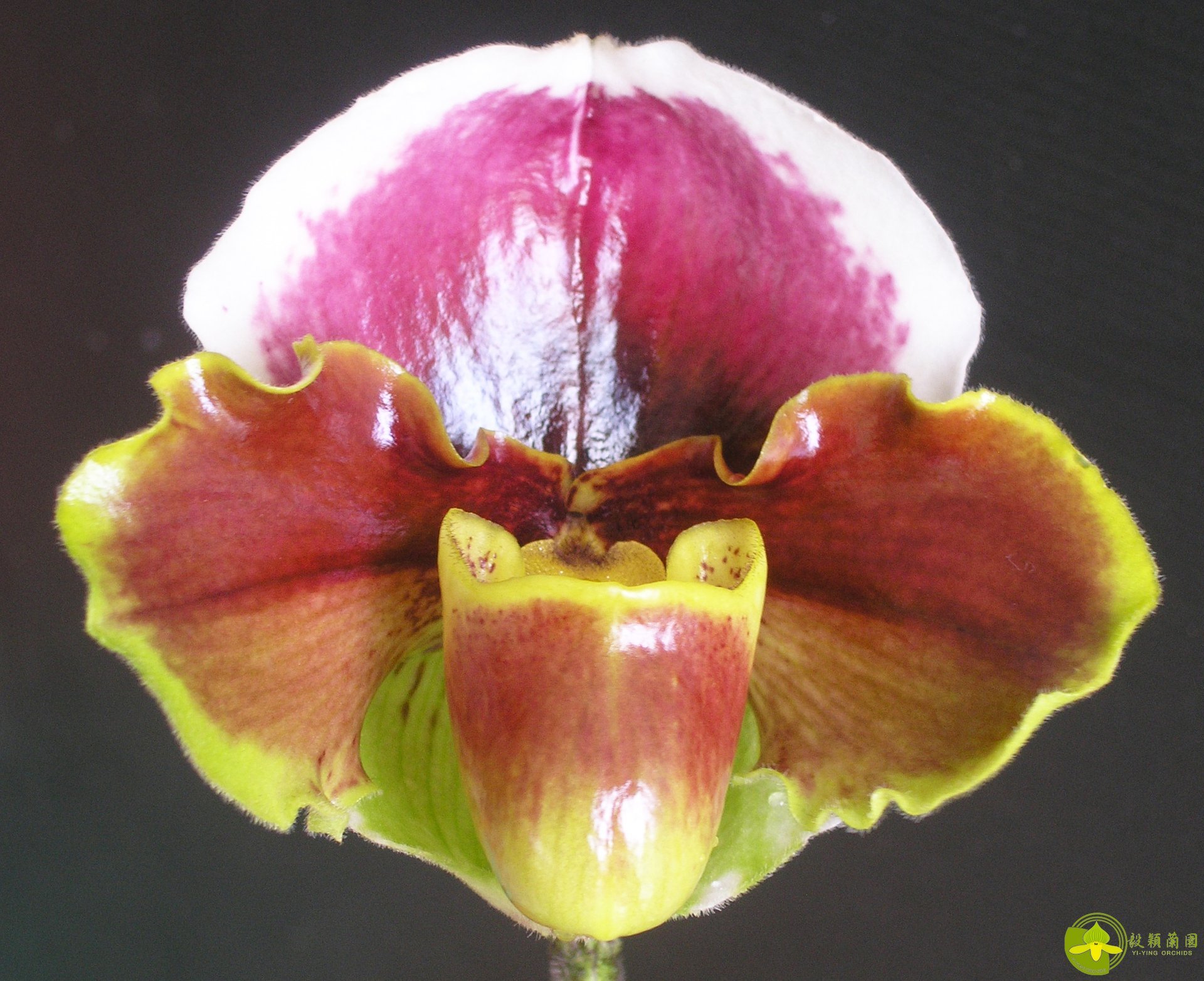 Paph.Yi-Ying Fire Fox