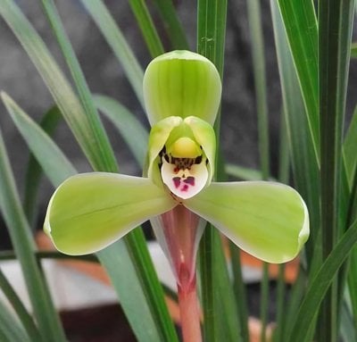 Cymbidium goeringii " Ji Yuan"
