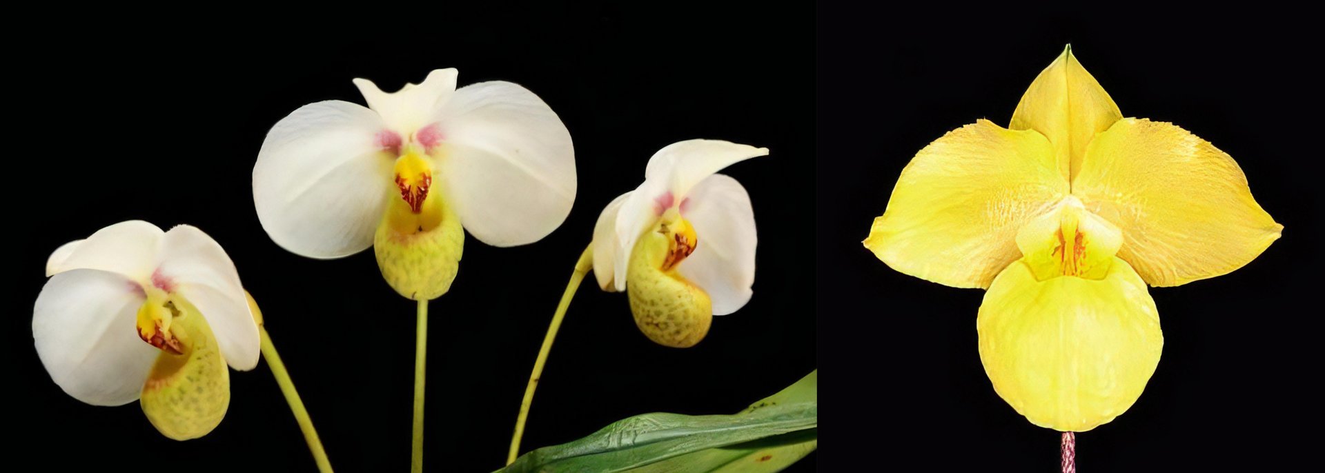 Paph.emersonii X Paph. armeniacum 3