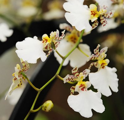 Onc.Tariflor Snow White