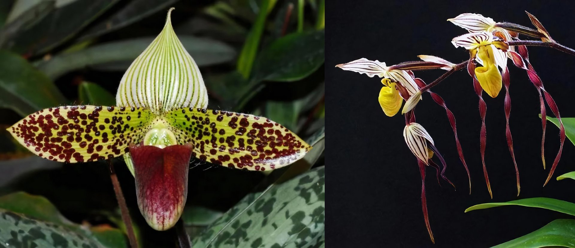 paph.sukhakulii x Paph.philippinense 3