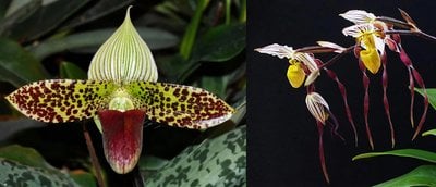 paph.sukhakulii x Paph.philippinense