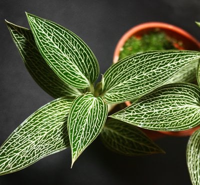 Ludisia discolor var. alba 'Platinum Vein'