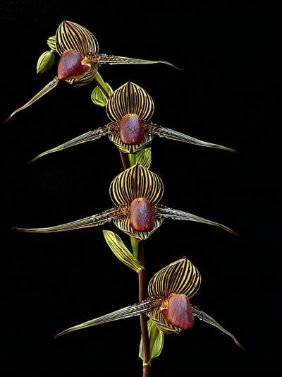 Paph.rothschildianum X sib
