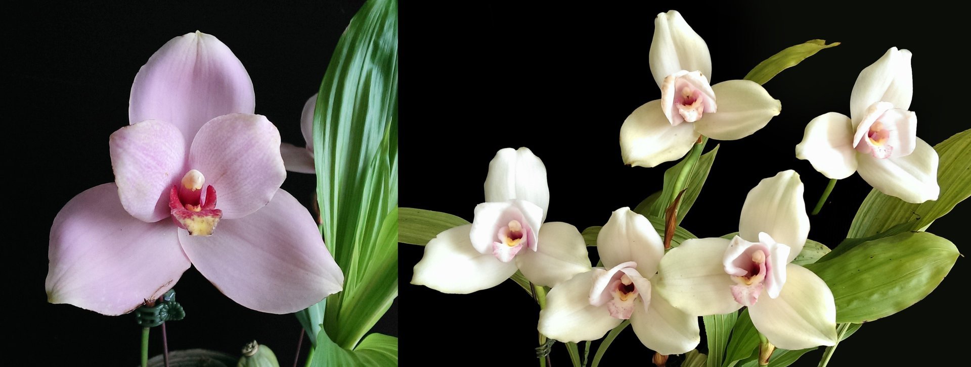 (Lyc.Gayser Gold x Lyc.Shonan Harmony) x Lyc.Kiama'No 13' 3