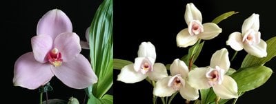 (Lyc.Gayser Gold x Lyc.Shonan Harmony) x Lyc.Kiama'No 13'