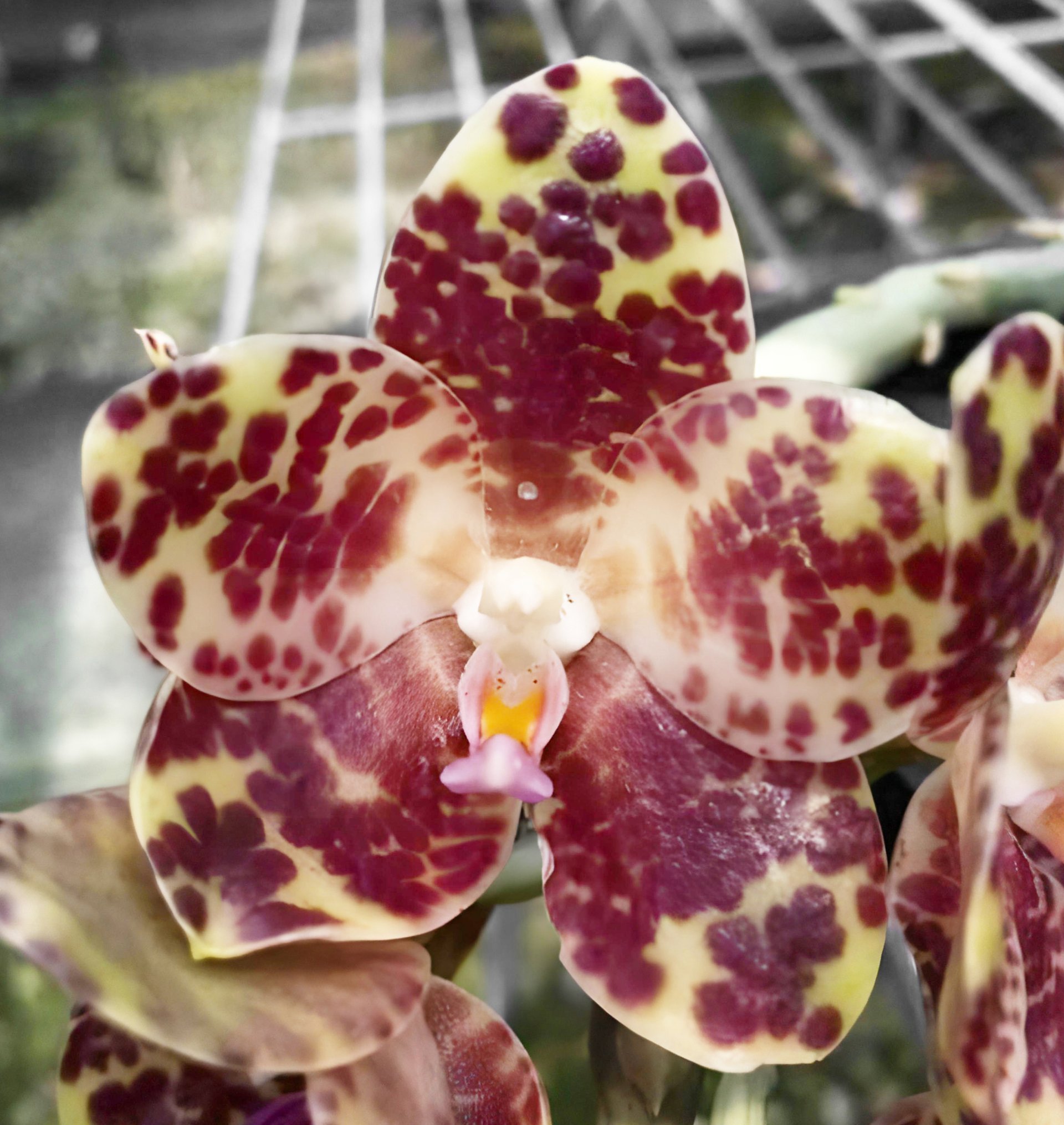 Phal.gigantea x self