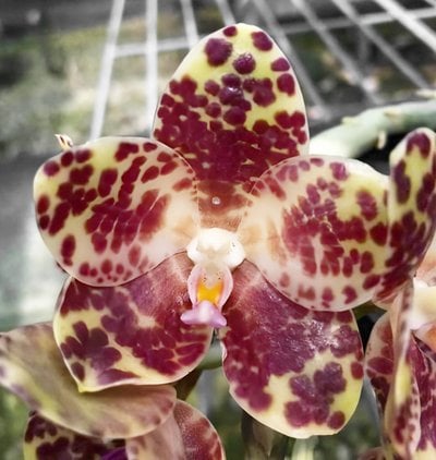 Phal.gigantea x self