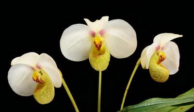 Paph. delenatii x emersonii