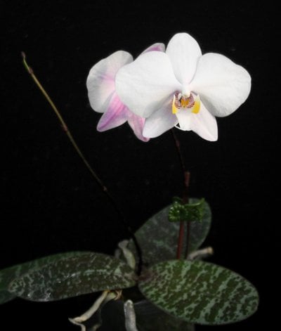 Phal.philippinensis x Phal.schilleriana"TKB"