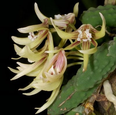 Den.cucumerinum (variegated)
