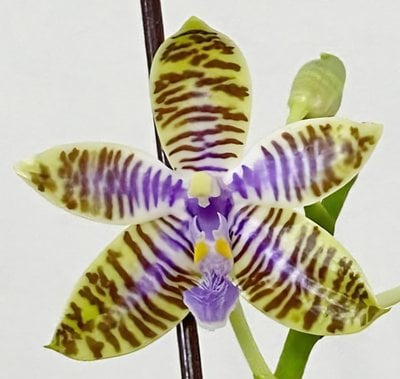 Phal.speciosa 'Blue' x Phal.lueddemanniana var coerulea