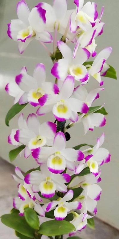 Den.Second Love "Kirameki" (Meri clone)
