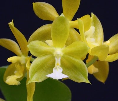 Phal.mannii var. green x self