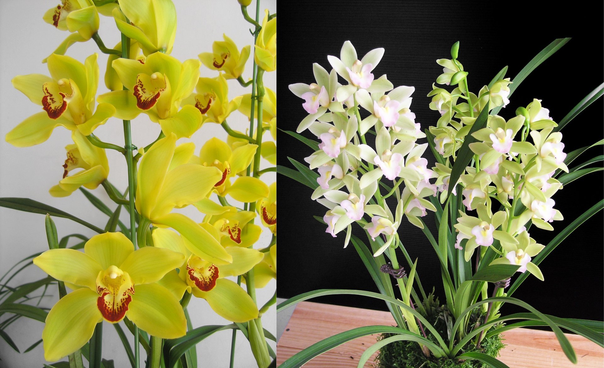 C.Willy Gold X Cym.Sweet Heart'Fragrant Orchids' 3