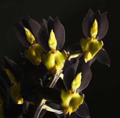 Catasetum tenebrosum