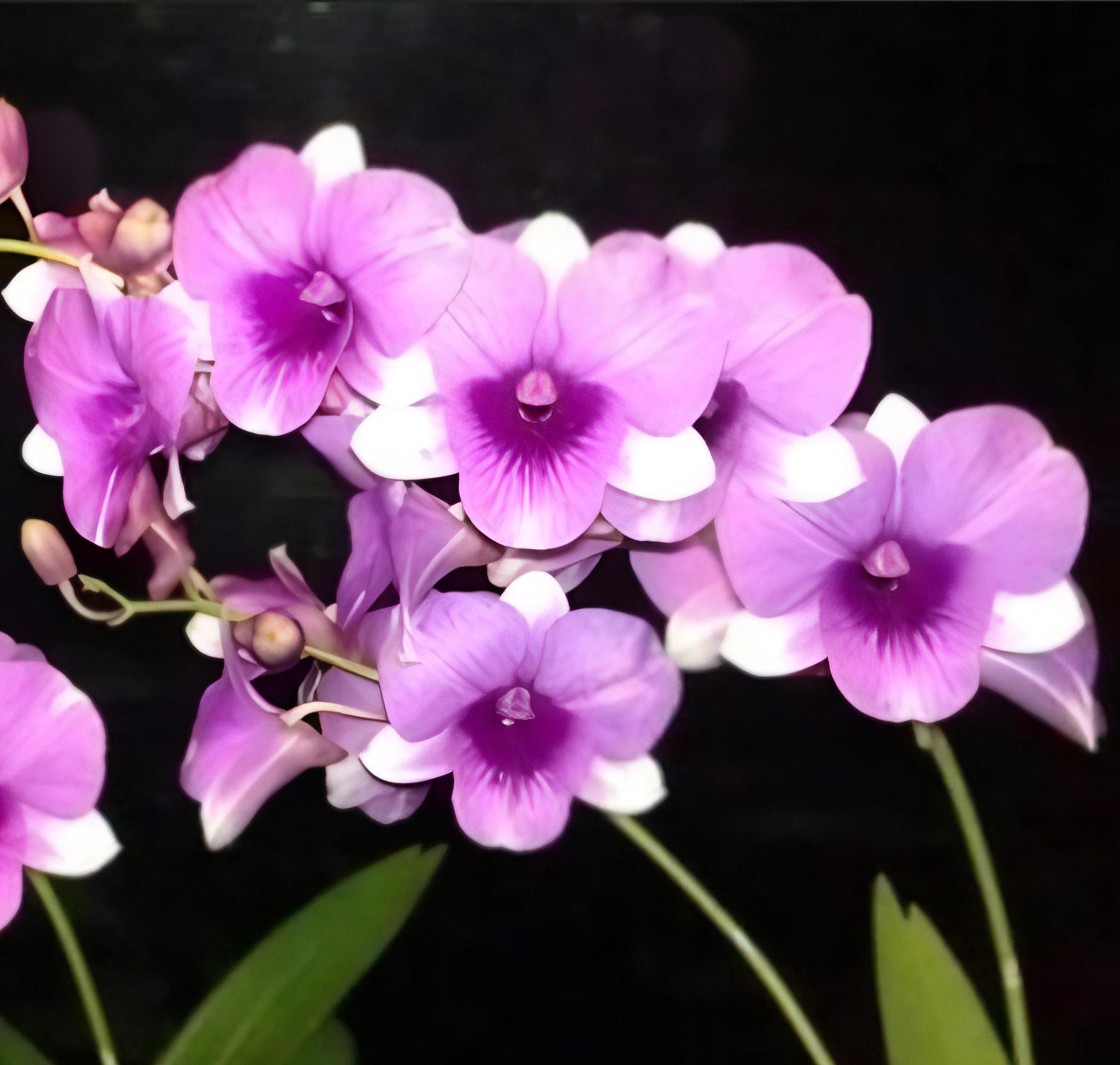 Den.Cherry