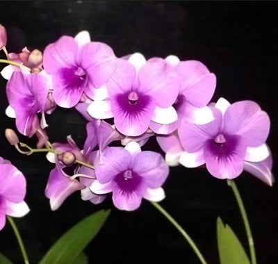 Den.Cherry