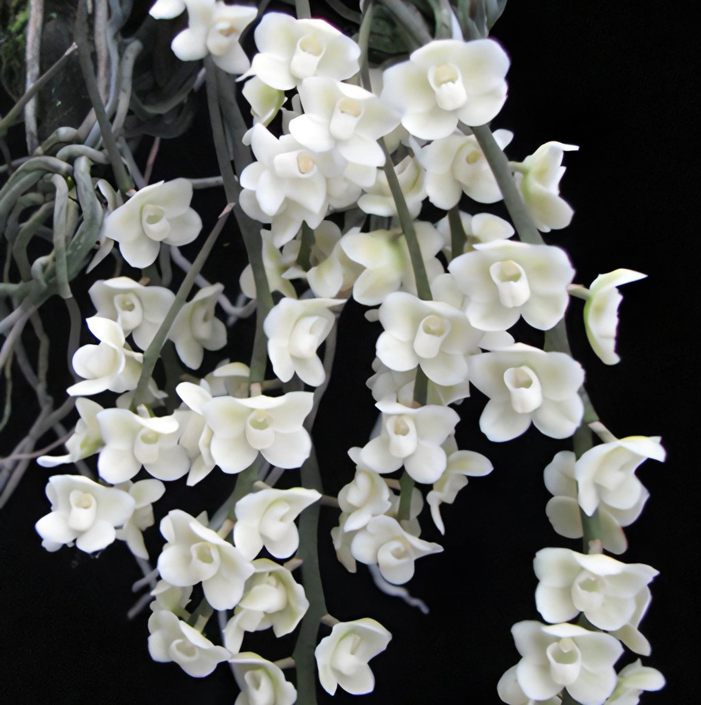Chilo.viridiflava var. alba