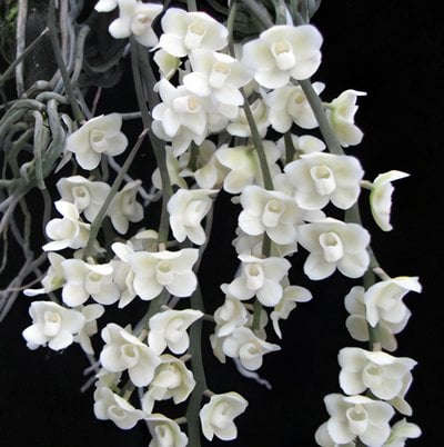 Chilo.viridiflava var. alba