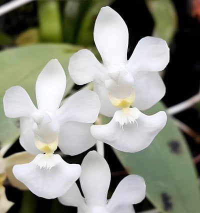 Phal.parishii var alba x self