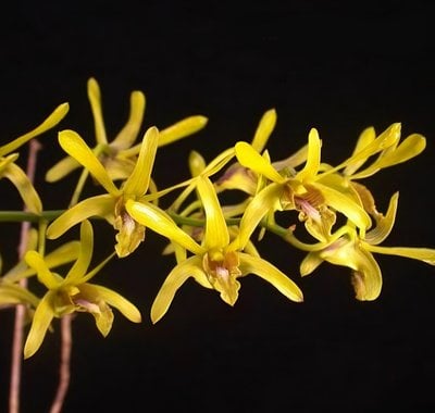 Dendrobium calophyllum x sib