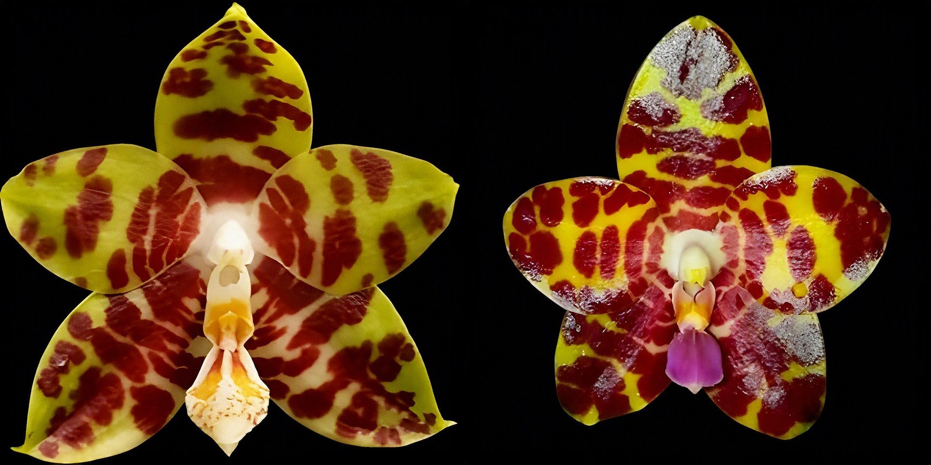 Phal. Zheng Min Yew  x Phal. Kung's Red Cherry 'Jon' 3