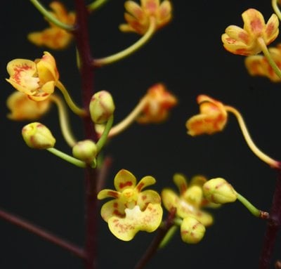 Phal.chibae x self