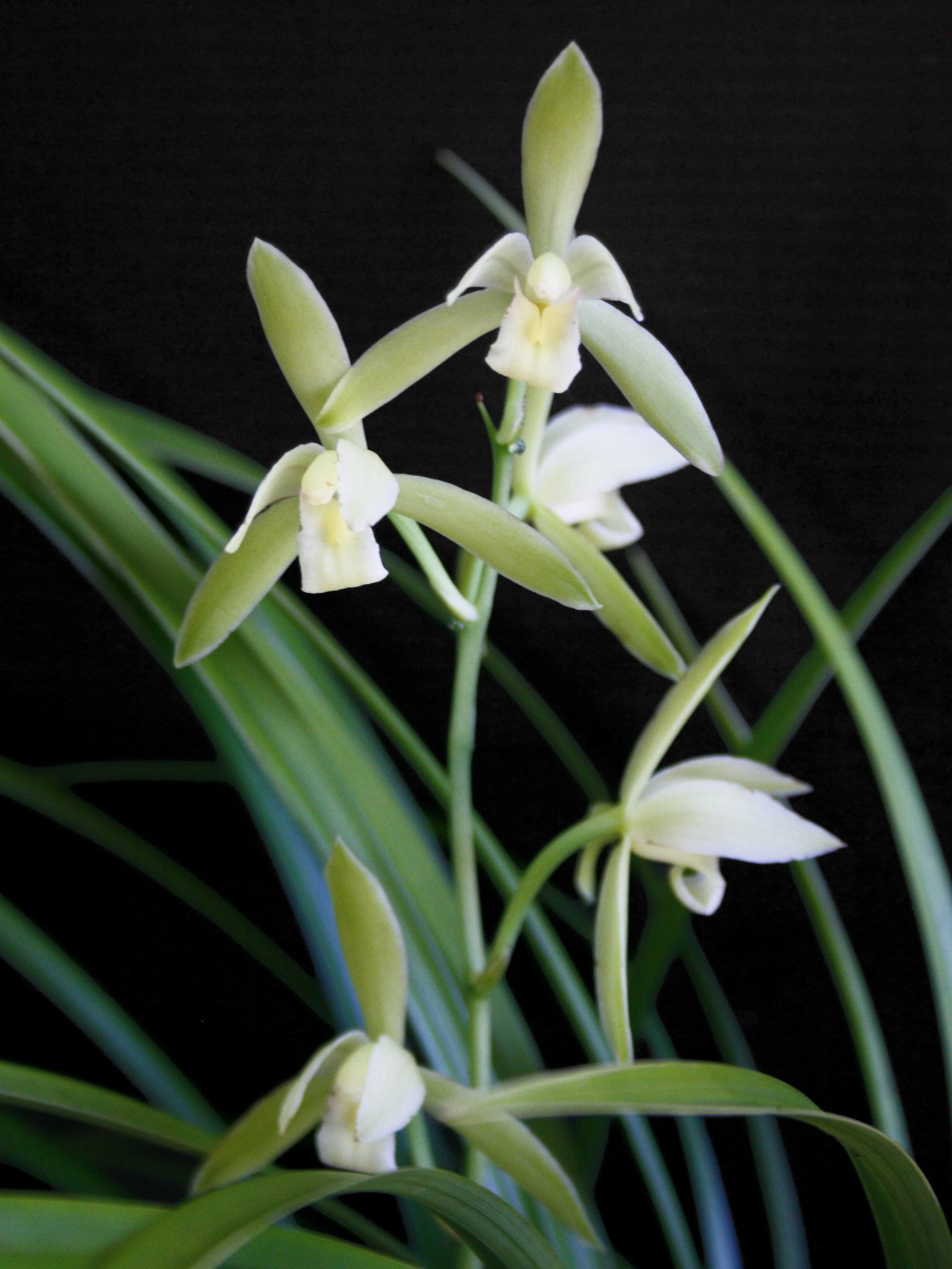 Cymbidium ensifolium"Jin He" x  Cymbidium ensifolium"铁骨素心" 2